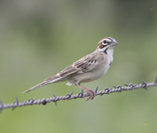 Lark Sparrow
